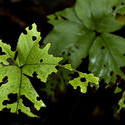 1670-eaten leaves